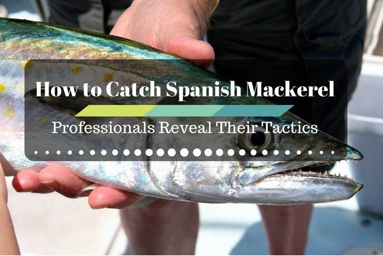spanish catch mackerel