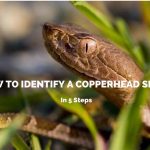 How To Identify A Copperhead Snake In 5 Steps